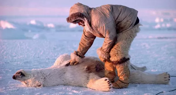 Canadá el “enemigo nº1” de especies en peligro de extinción
