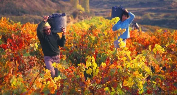España supera a Italia como líder mundial en exportación de vino