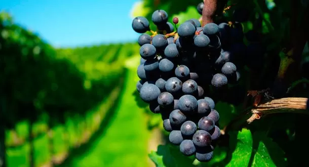 Todo lo que necesitas saber desde las uvas al vino