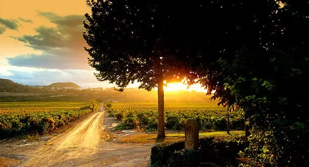 Vinos Españoles: Regiones vitivinícolas de España