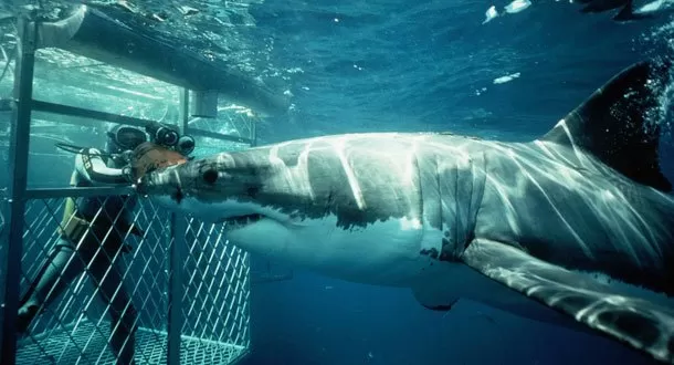 Buceando cara a cara en Sudáfrica con el Gran Tiburón Blanco