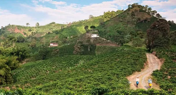 Colombia ofrece una inolvidable experiencia turística con el café