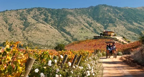 Valle del Maipo elegida tercera mejor región de vinos del mundo para visitar