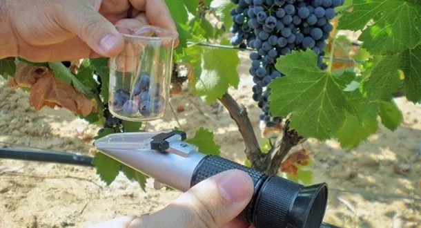 ARGENTINA: CUÁNTOS LITROS DE VINO INTEGRA EL SALARIO DE UN OBRERO VITÍCOLA