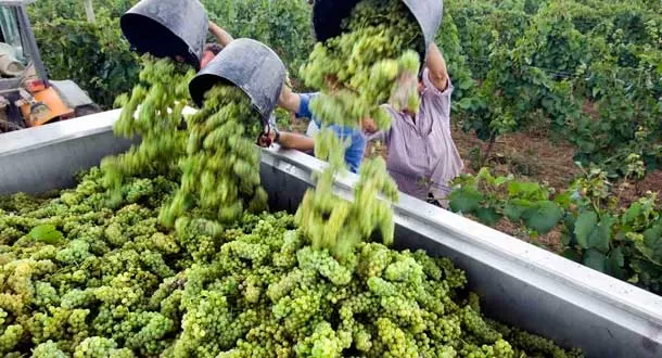 China se convierte en el segundo viñedo del mundo