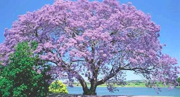 El árbol que podría salvar el planeta tierra: Kiri