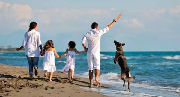 Recomendaciones valiosas si viajas con mascotas