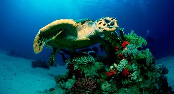 Estos son los 10 animales que pueden desaparecer de los océanos