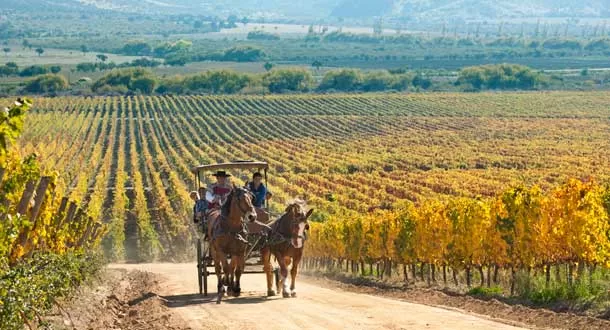 Dando la vuelta al mundo de vino en vino