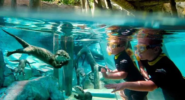 Discovery Cove celebra 15 años de hitos desde su inauguración