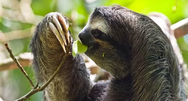 Costa Rica liberará a cada animal cautivo y cerrará todos los zoológicos