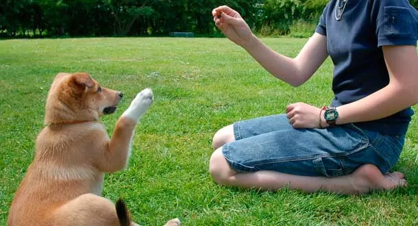 Se abren inscripciones para curso de adiestramiento canino en Parque Samanes