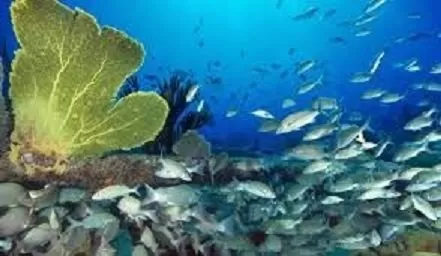 CRUCEROS RATIFICAN SU APOYO A LA CONSERVACIÓN DE LOS OCEANOS