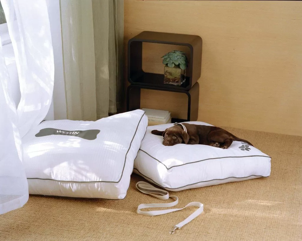 8 HOTELES PET FRIENDLY EN ESPAÑA