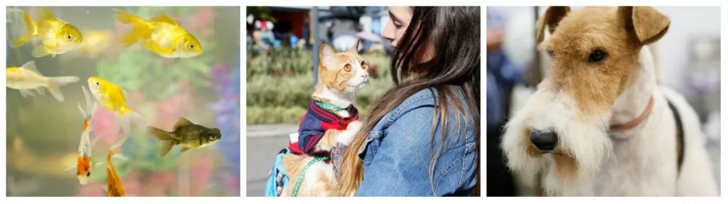Expopet celebra sus cinco primeros años con más de 15 actividades para los petlovers
