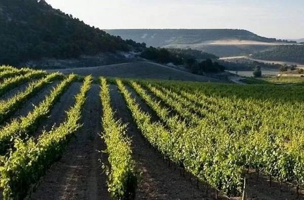 El papel de las denominaciones de origen en las zonas rurales