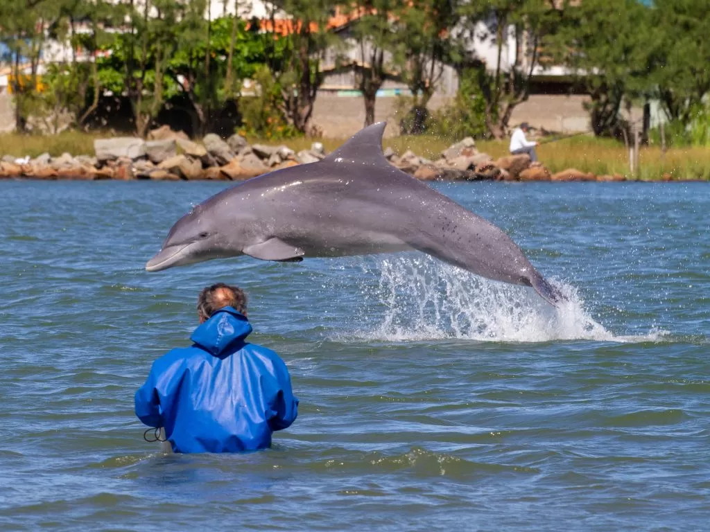 Ruta de las ballenas: uno de los mayores espectáculos de Santa Catarina