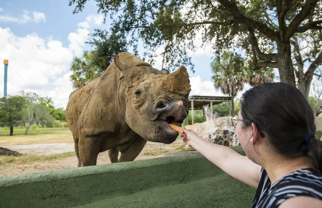 NUEVOS ENCUENTROS CON ANIMALES EN BUSCH GARDENS TAMPA BAY