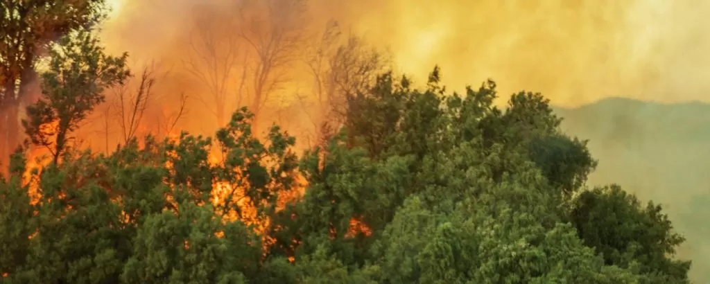 Incendios en la Amazonia. ¿Cómo actuó la industria de viajes y turismo para ayudar y hacer cambios?