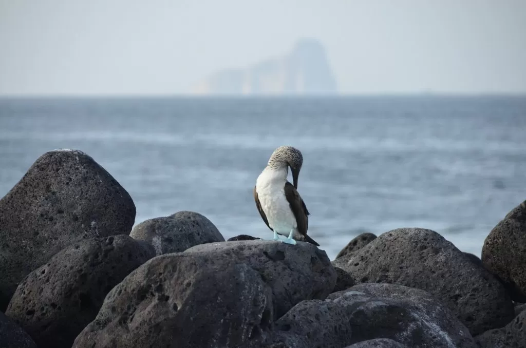 Día de Galápagos: ¿cuál es el destino de Galápagos? Mito y realidad de las “Islas Encantadas”