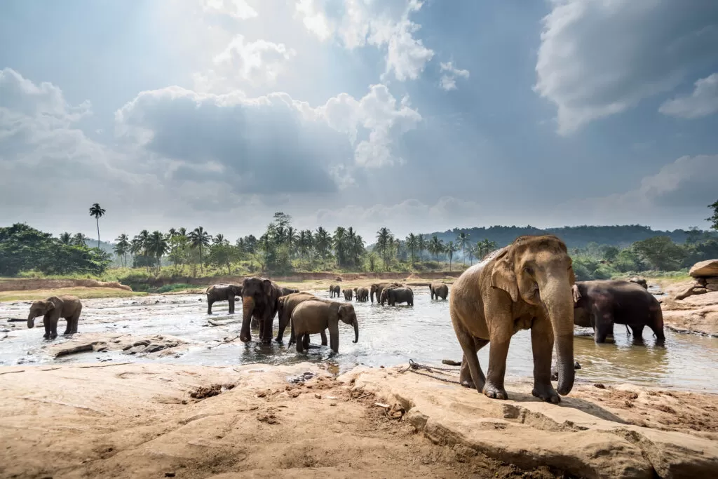 SRI LANKA, PARAÍSO EN LA TIERRA