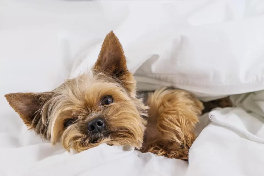 EN COLOMBIA SON TENDENCIA LOS HOTELES PET FRIENDLY