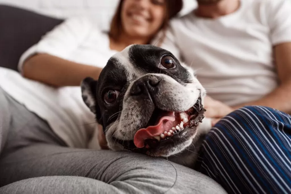 NH HOTEL GROUP, EN ALIANZA CON LAIKA, FORTALECE PROGRAMA PET FRIENDLY