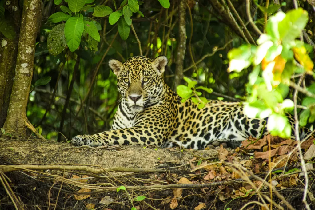 Do Pantanal à Amazônia, pluralidade do Brasil estará representada no Festuris