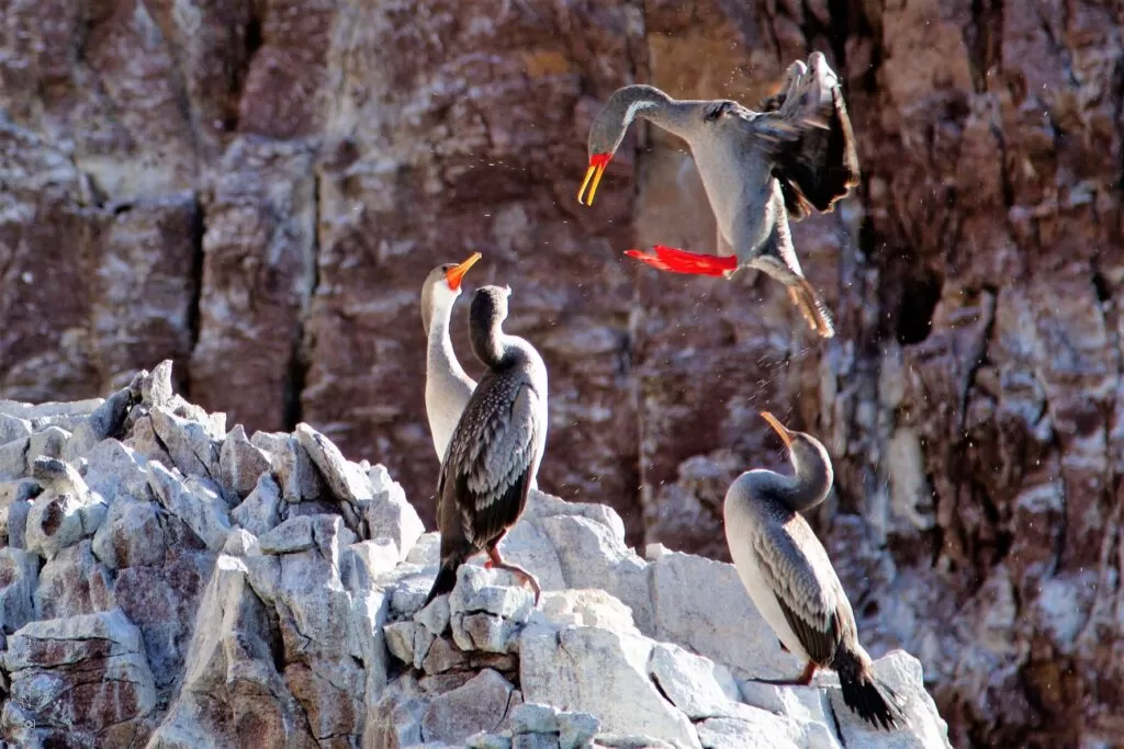 La semana de la biodiversidad 2022 desde la Subsecretaría de Turismo de Puerto Deseado