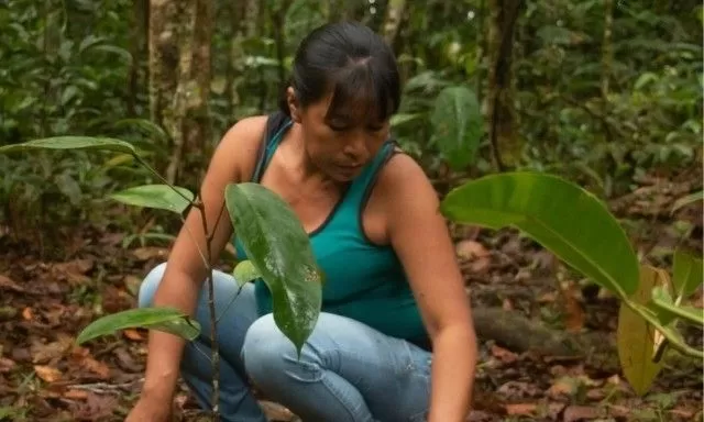 Cadena Germán Morales Hoteles (GMH) se unió a SAVING THE AMAZON
