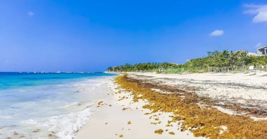 Sargazo, una amenaza latente para el turismo en el Caribe