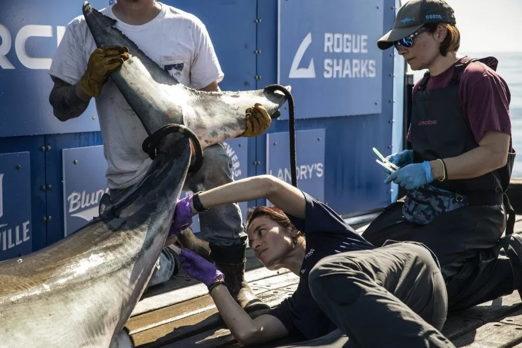 Científica latina de SeaWorld tiene proyecto de investigación con tiburones blancos