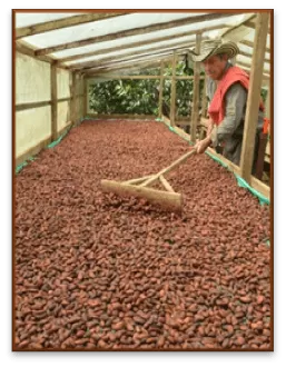 Agroemprende Cacao Una apuesta de cooperación internacional en el CHOCOSHOW 2022, este 25,26 y 27 de noviembre en Bogotá