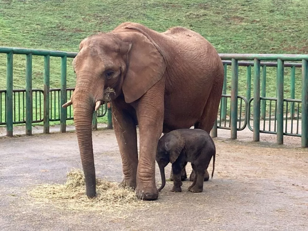 Cantabria: El Parque de Cabárceno consolida su liderazgo mundial en la reproducción de elefante africano.