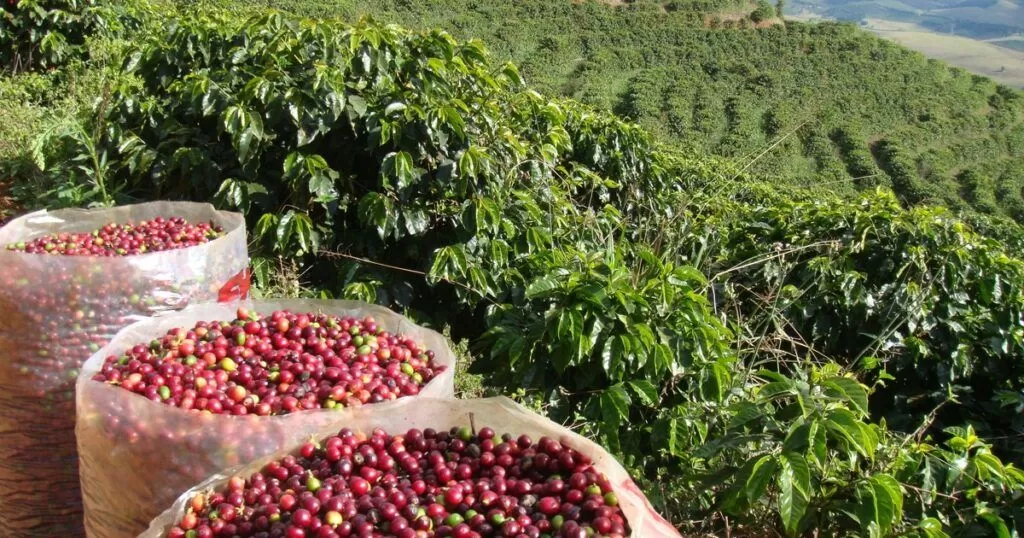 Los secretos del café más deseado del mundo serán develados en Gramado