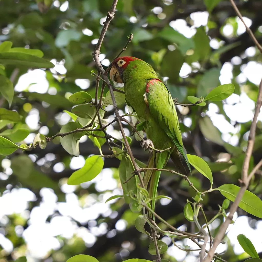 Guayaquil entre bosques, cerros y senderos