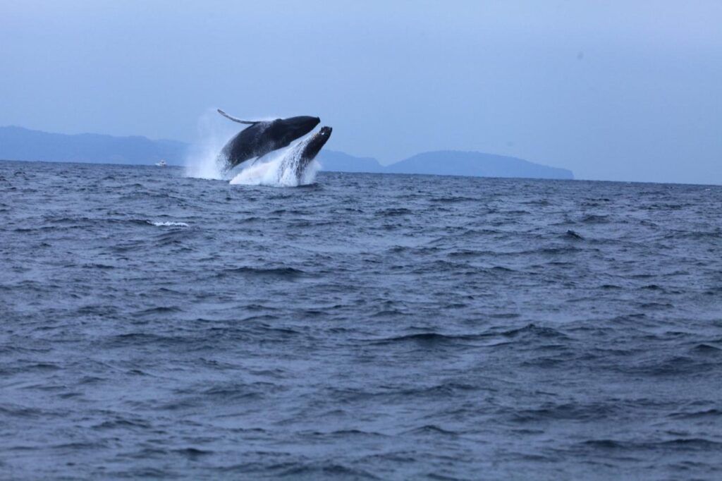 Avistamiento de Ballenas en Ecuador