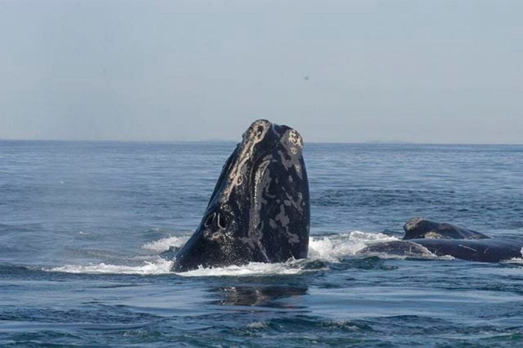 Temporada de avistamiento de Ballenas en Uruguay