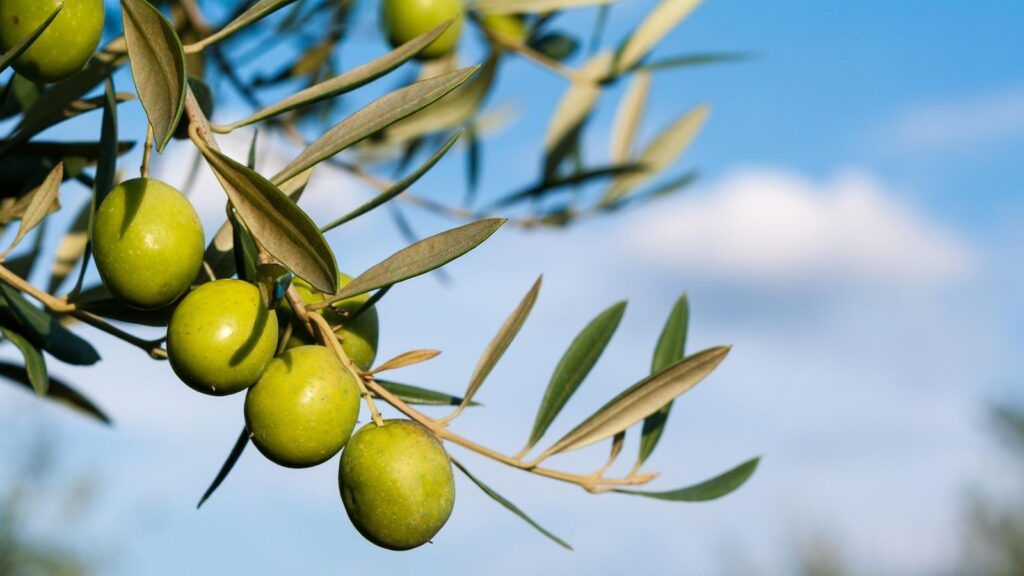 El mejor aceite de oliva virgen extra del mundo está en Ciudad Real
