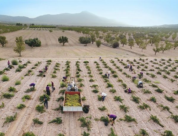 España-Murcia: Jumilla registra la menor producción vitivinícola  de su historia