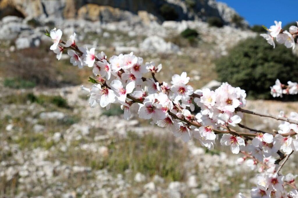 Descubra la flor del almendro de Portugal en tren