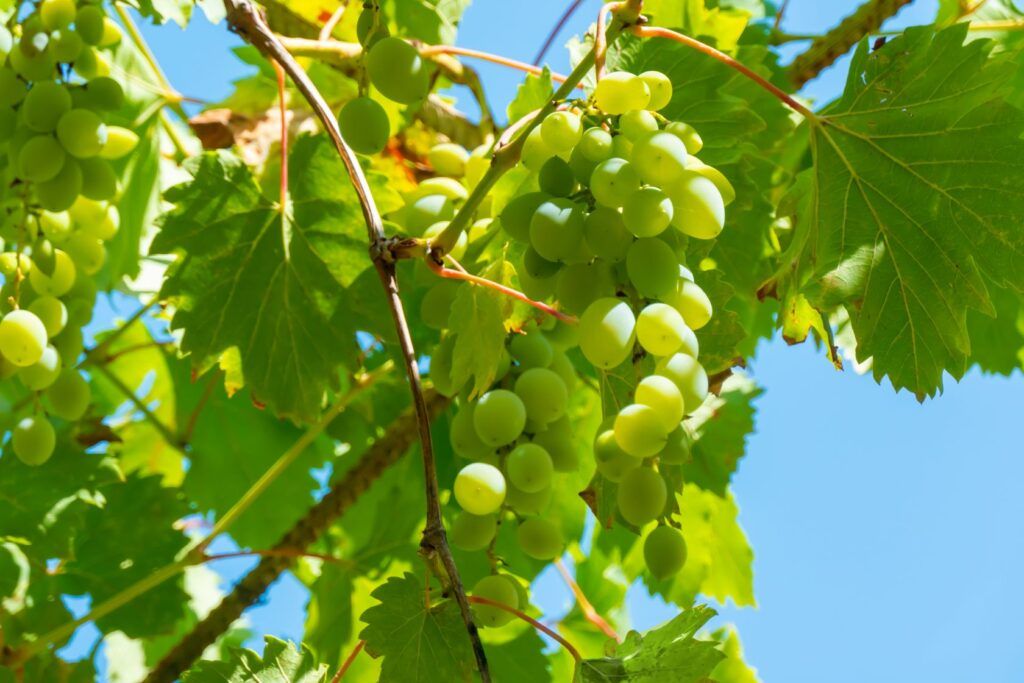 Mostra do Vinho Português regressa a Albufeira