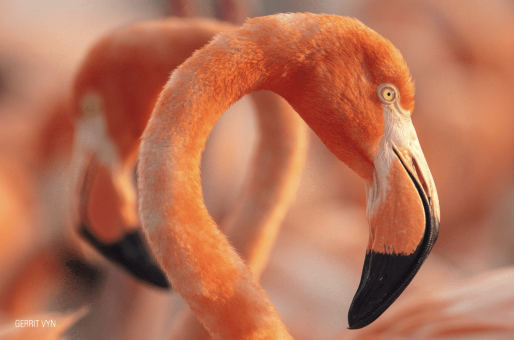Documental «Flamingos» promueve conservación en Yucatán y llega a cines