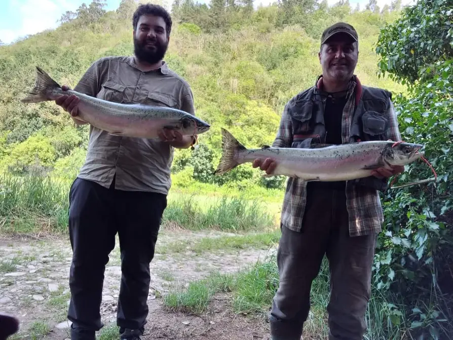 Alarma en España por la drástica escasez de salmones en sus ríos