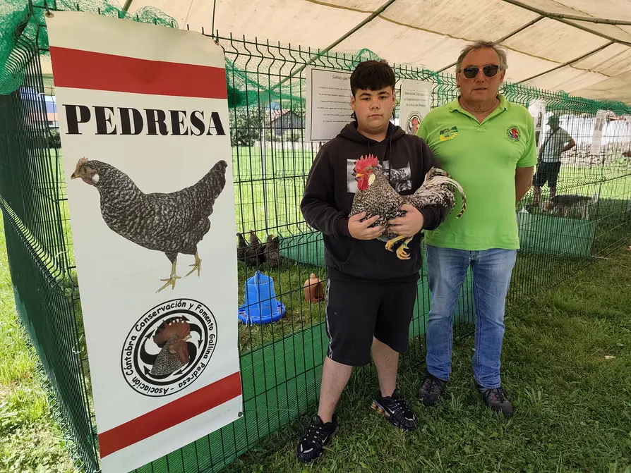 La Gallina Pedresa, raza autóctona de Cantabria