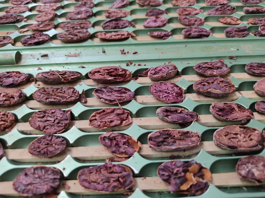 la alquimia de la naturaleza revelada a través del corte, lista para convertirse en el alma del chocolate.