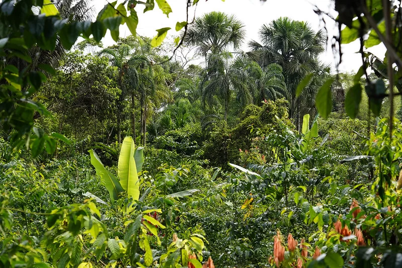 Chocolate 100% Cacao Nativo Amazónico:Un reporte sobre salud integral y ciencia botánica desarrollado por la Fábrica Mágica de Chocolate.