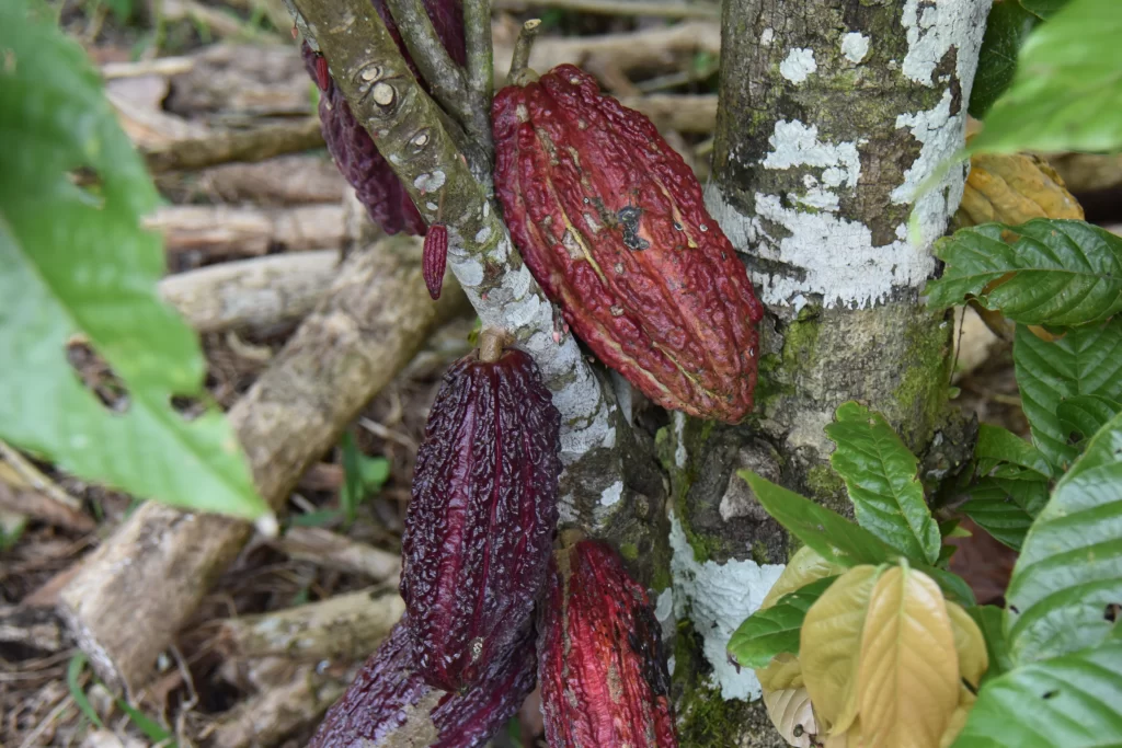 El chocolate nació en Ecuador