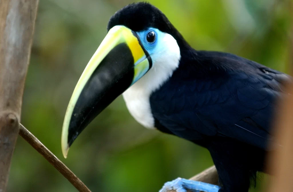 Los secretos de la observación aviar en la reserva verde de Hosteria Ecopark Puyo