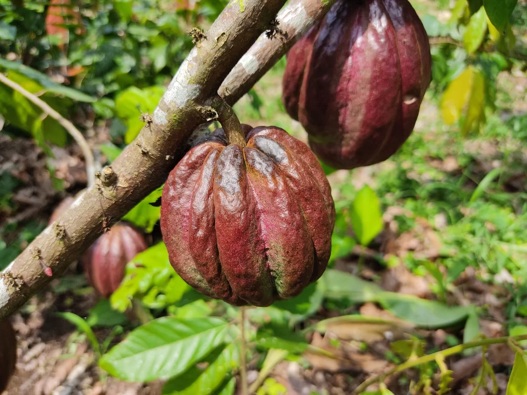 Herencia viva de la floresta oriental, cuyo fruto generoso guardaba el secreto del primer sabor puro de América.